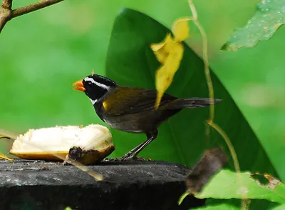 Orange-billed Sparrow