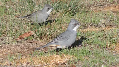 Common Diuca Finch