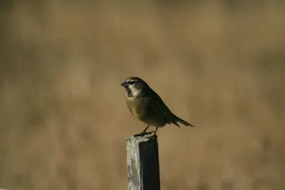 Canary-winged Finch