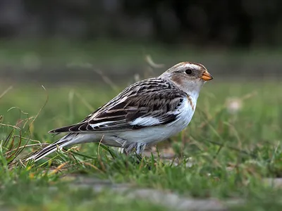 Snow Bunting