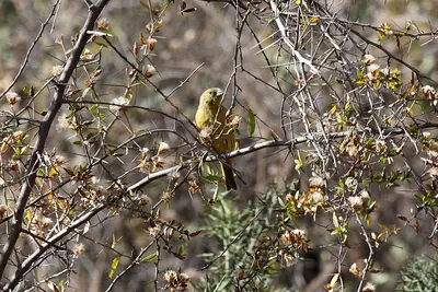 Greenish Yellow-finch