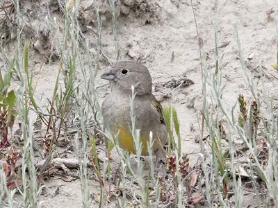 Patagonian Yellow-finch