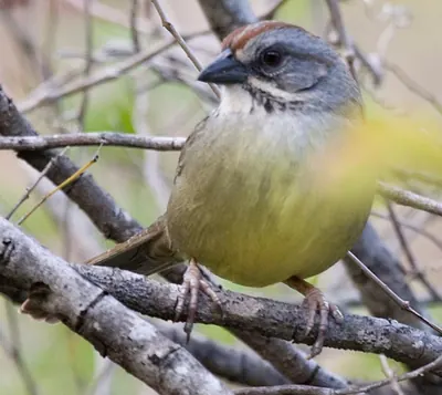 Cuban Sparrow