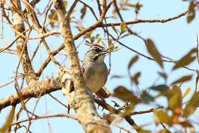Rusty Sparrow