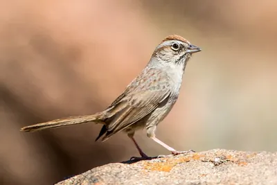 Rufous-crowned Sparrow