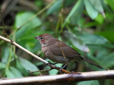 Red Pileated Finch