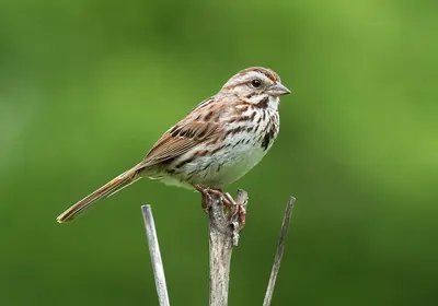 Song Sparrow