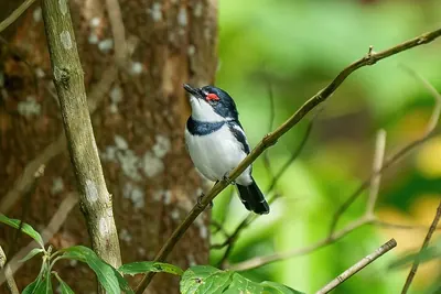 Scarlet-spectacled Wattle-eye