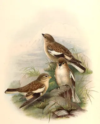 Black-winged Snowfinch