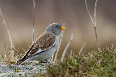 Snow Finch