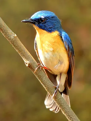 Tickell's Blue Flycatcher