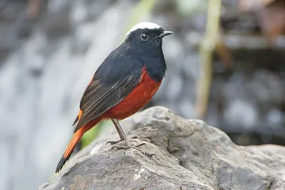 White-capped Water-redstart