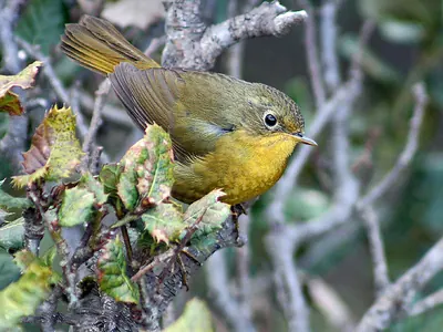 Golden Bush-robin