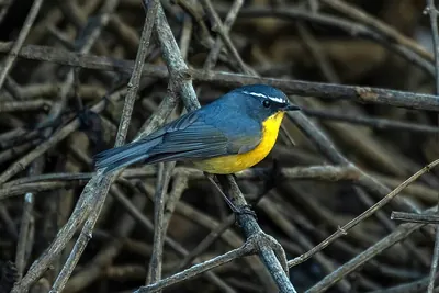White-browed Bush-robin