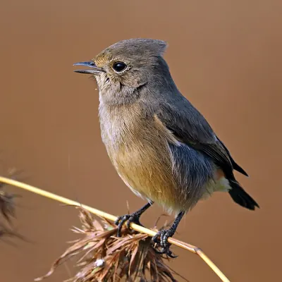 Pied Bush Chat