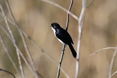 Jerdon's Bush Chat