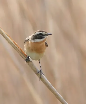 Whinchat