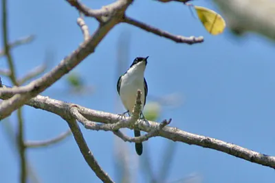 Timor Bushchat