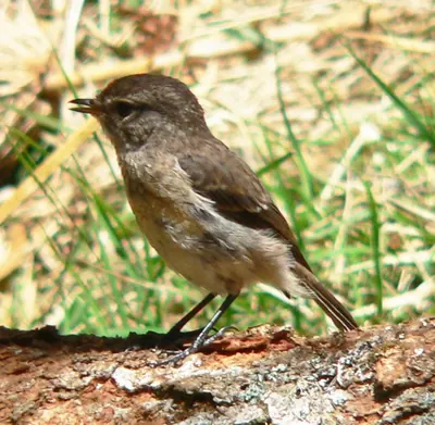 Réunion Stonechat