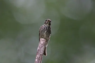 Dark-sided Flycatcher