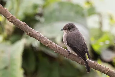 Dusky Flycatcher