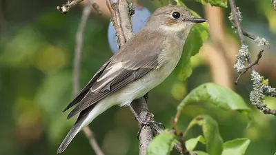 European Pied Flycatcher