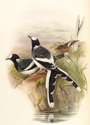 Spotted Forktail