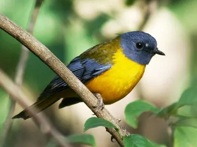 Starred Robin