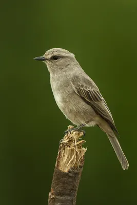 Pale Flycatcher