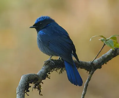 Large Niltava
