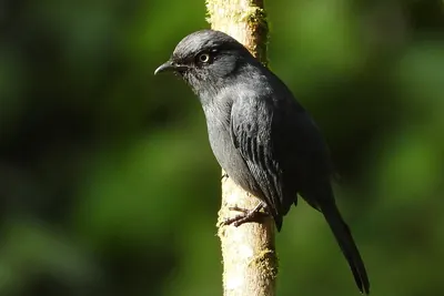 Yellow-eyed Black-Flycatcher