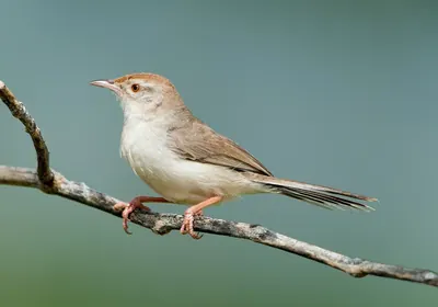 Rufous-fronted Prinia