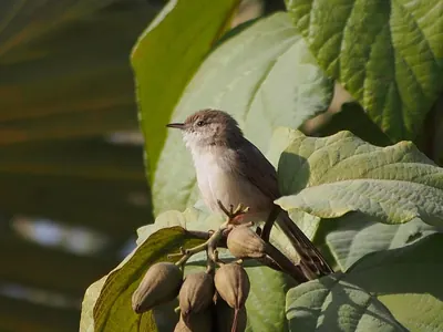 Graceful Warbler