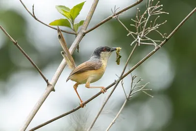Ashy Prinia