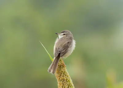 Plain Prinia
