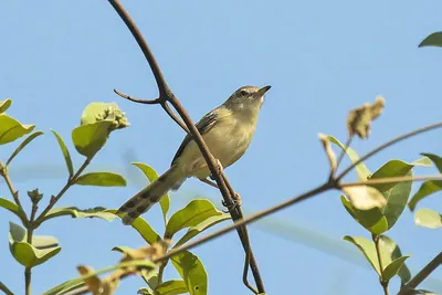 Tawny-flanked Prinia