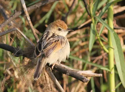 Rufous-winged Cisticola