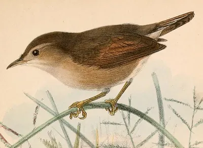 Siffling Cisticola