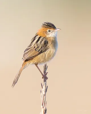Golden-headed Cisticola