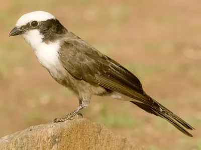 White-crowned Shrike