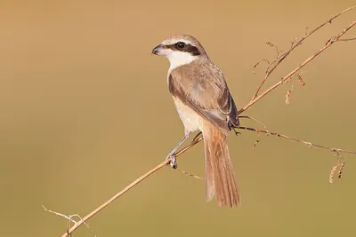 Brown Shrike