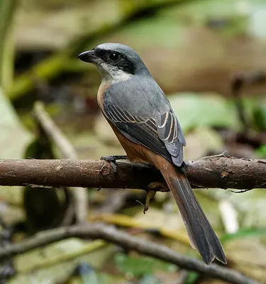 Grey-backed Shrike