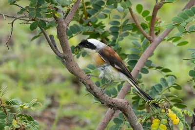 Bay-backed Shrike
