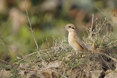 Isabelline Shrike