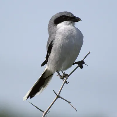 Loggerhead Shrike