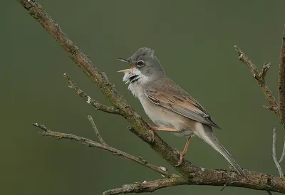 Whitethroat