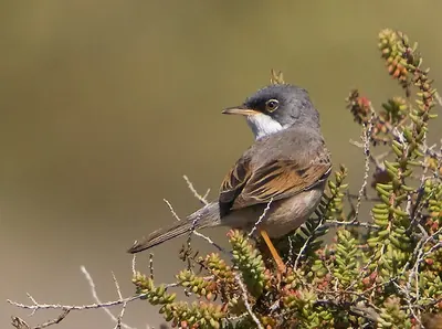 Spectacled Warbler