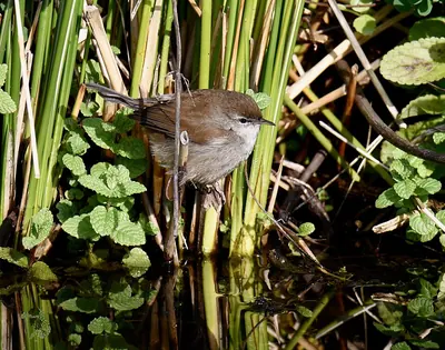 Cetti's Warbler