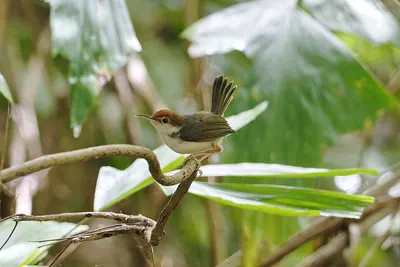 Rufous-tailed Tailorbird