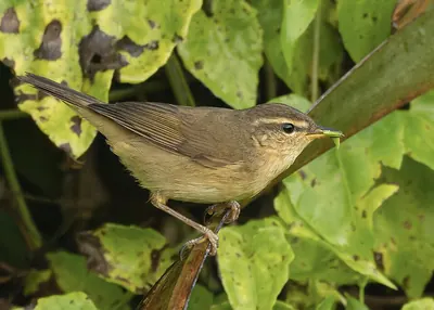 Dusky warbler
